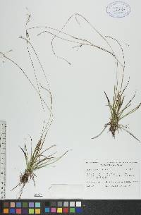 Carex vaginata image