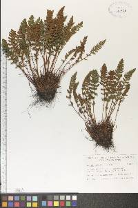 Woodsia ilvensis image