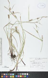 Carex houghtonii image