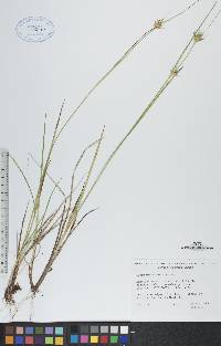 Carex michauxiana image