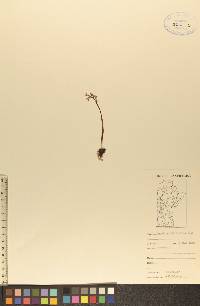 Corallorhiza trifida image