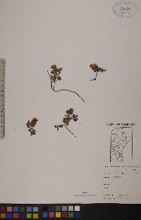 Vaccinium vitis-idaea image