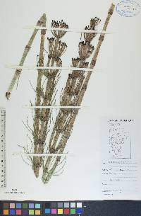 Equisetum fluviatile image