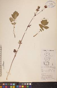 Geum triflorum image