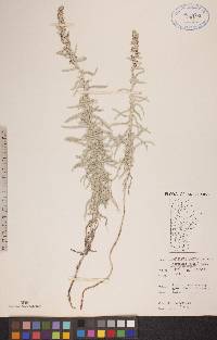 Artemisia ludoviciana subsp. ludoviciana image