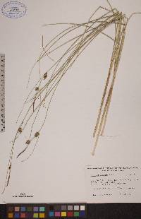 Carex oligosperma image