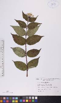 Diervilla lonicera image