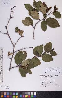 Alnus viridis image