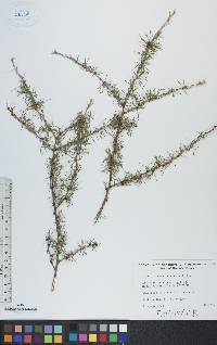 Larix laricina image