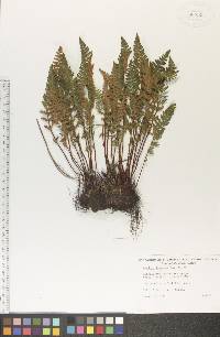 Woodsia ilvensis image