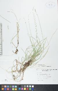 Carex disperma image