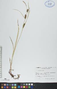 Carex houghtonii image