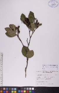 Alnus viridis subsp. crispa image