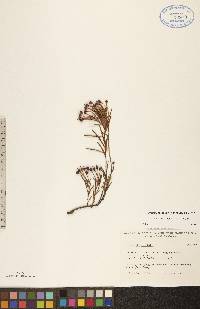 Andromeda polifolia var. polifolia image