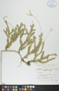 Lycopodium clavatum var. clavatum image