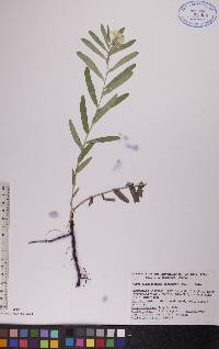 Lithospermum canescens image