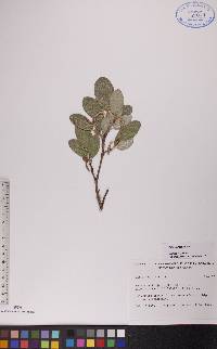 Salix vestita image