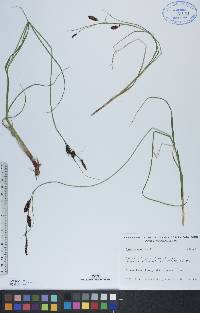 Carex saxatilis image