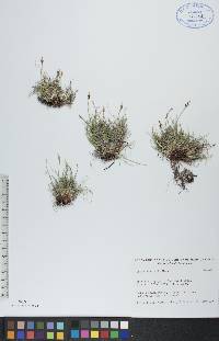 Carex glacialis image
