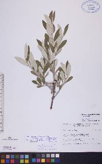 Salix alaxensis image