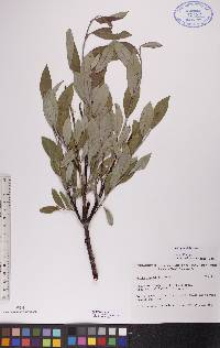 Salix planifolia image