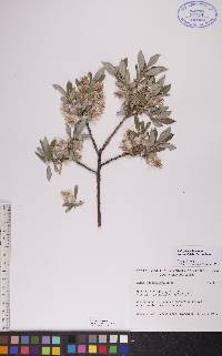 Salix glauca image
