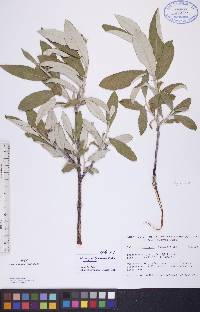 Salix alaxensis image