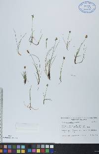 Carex gynocrates image