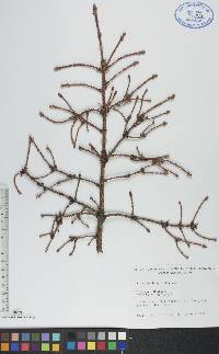 Picea mariana image