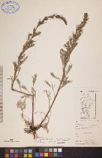 Artemisia campestris image