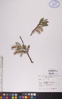 Salix glauca var. cordifolia image