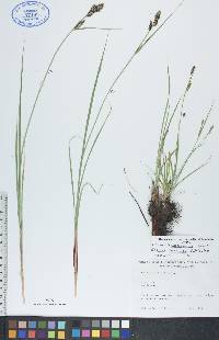 Carex tetanica image