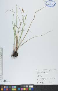 Carex tetanica image