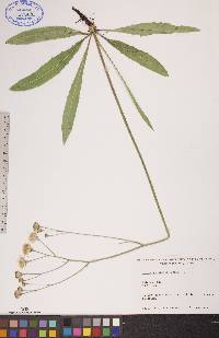 Crepis runcinata image