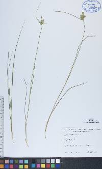 Carex viridula image