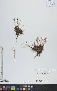 Carex subspathacea image