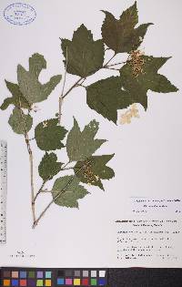 Viburnum trilobum image