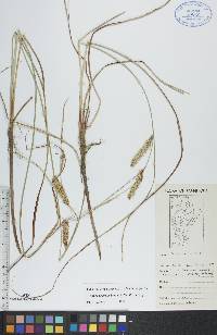 Carex rostrata image