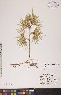 Dendrolycopodium dendroideum image