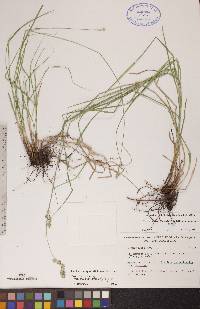 Carex echinodes image