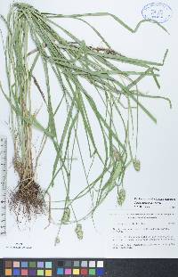 Carex cristatella image