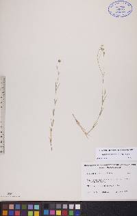 Stellaria longipes subsp. longipes image