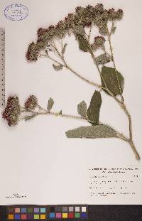 Arctium tomentosum image