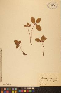 Gaultheria procumbens image