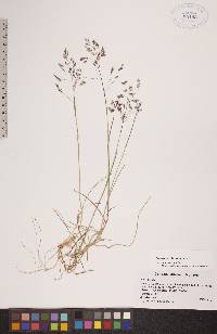 Poa arctica subsp. arctica image