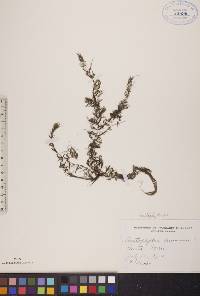 Ceratophyllum demersum image