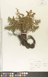 Woodsia ilvensis image