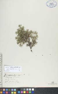 Juniperus communis var. depressa image