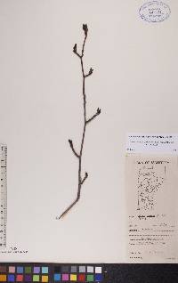 Alnus incana subsp. rugosa image