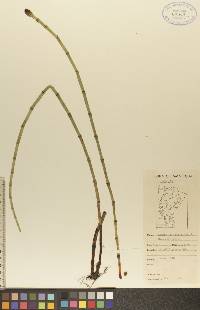 Equisetum fluviatile image